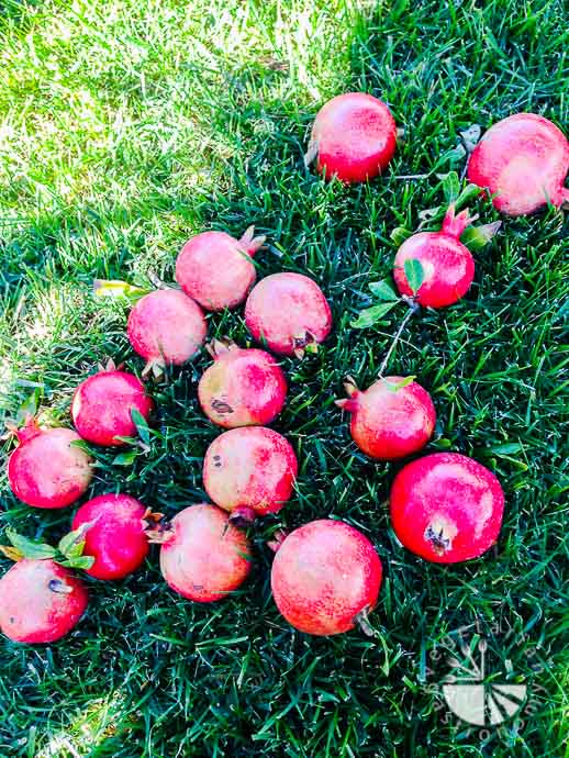 pomegranates-1