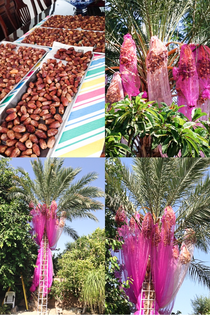 A collage of date palm trees and freshly picked dates for use in fudgesicles.