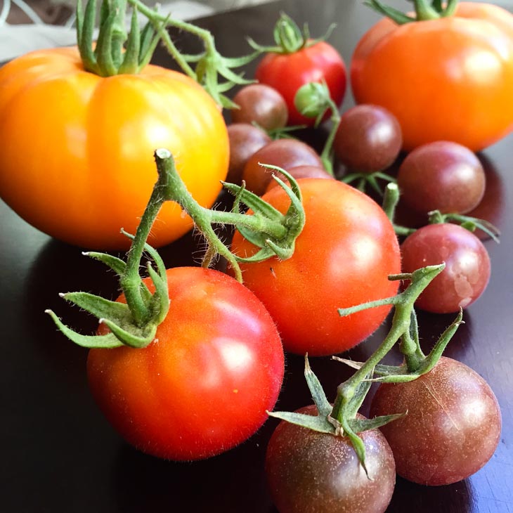 A close up of ripe tomatoes used to make a tuscan panzanella salad 