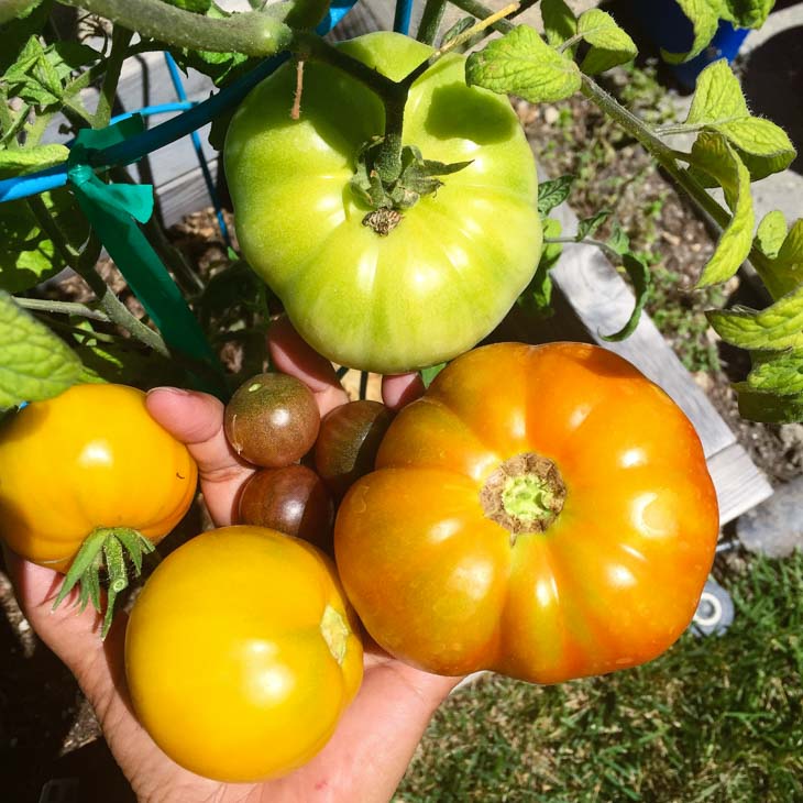 An overhead shot of green and yellow tomatoes used to make a tuscan panzanella salad