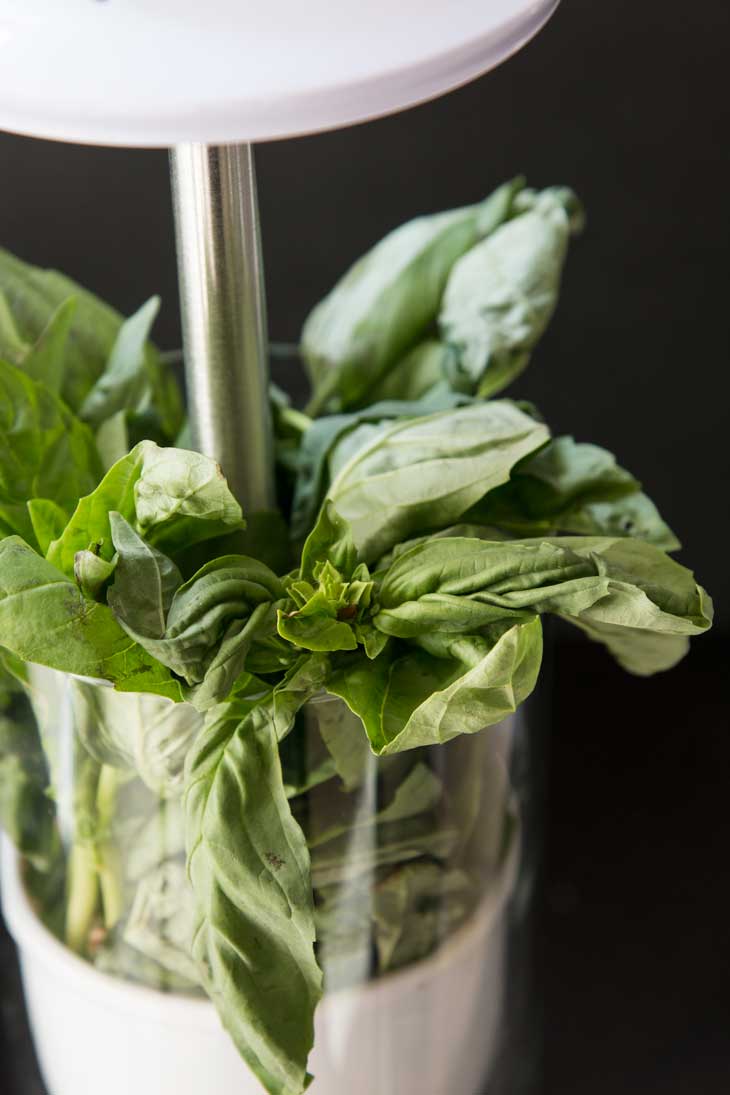 Fresh basil in an white glass herb keeper.